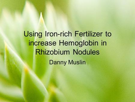 Using Iron-rich Fertilizer to increase Hemoglobin in Rhizobium Nodules Danny Muslin.