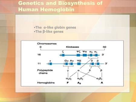 1 Genetics and Biosynthesis of Human Hemoglobin The α-like globin genes The β-like genes.