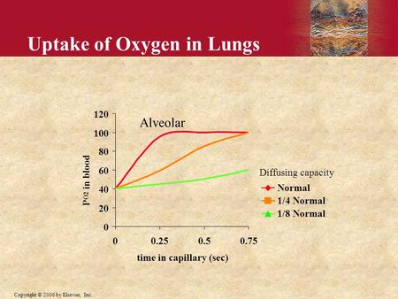 Copyright © 2006 by Elsevier, Inc. Uptake of Oxygen in Lungs Alveolar Diffusing capacity 0 20 40 60 80 100 120 00.250.50.75 time in capillary (sec) P O2.