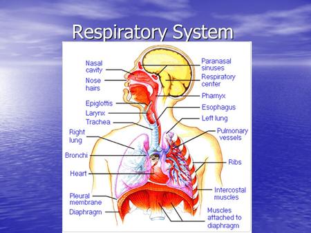 Respiratory System. RESPIRATION 3 levels External: External: –Moving gases from outside environment into lungs and back. – Breathing. Internal: Internal: