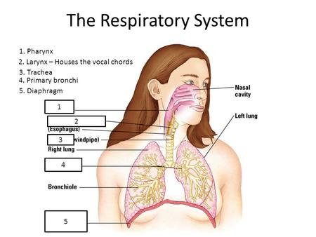 The Respiratory System 1 2 3 4 5 1. Pharynx 2. Larynx – Houses the vocal chords 3. Trachea 4. Primary bronchi 5. Diaphragm.