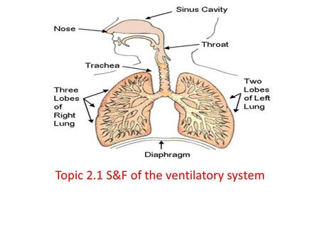 Topic 2.1 S&F of the ventilatory system