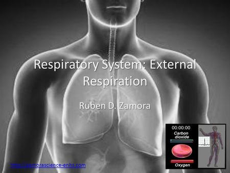 Respiratory System: External Respiration