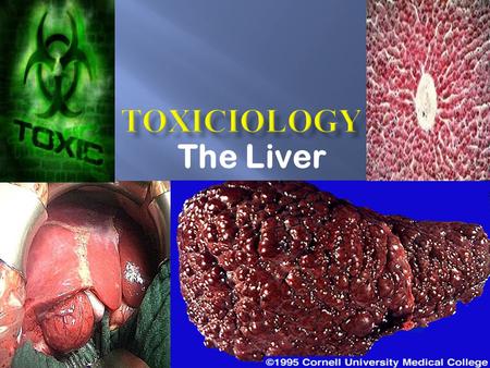 The Liver.  Carbohydrate storage and metabolism.  Storage of vitamin A and D.  Biosynthesis of glycogen, albumin, globulin, steroids, blood-clotting.