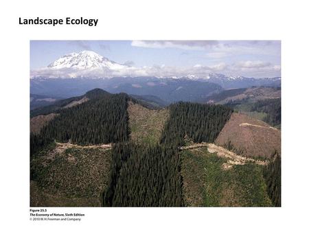 Landscape Ecology. I.A Landscape Perspective A. Integrating Communities and Ecosystems forest field.