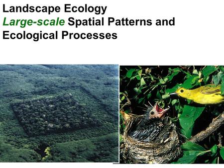 Landscape Ecology Large-scale Spatial Patterns and Ecological Processes.