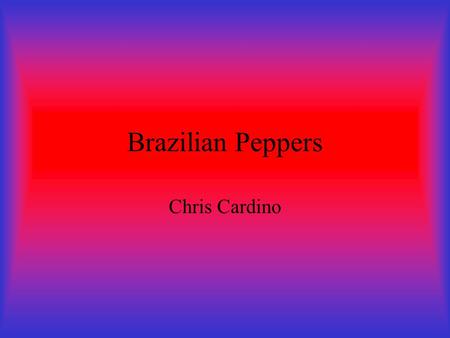 Brazilian Peppers Chris Cardino PICTURE OF THE BRAZILIAN PEPPER.