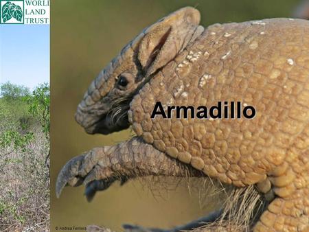 Armadillo © Andrea Ferriera. There are about 20 different types (species) of Armadillo, 9 types of Armadillo live in Paraguay. Different types of Armadillo.