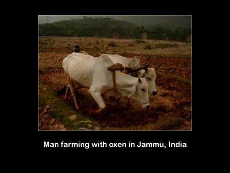 Man farming with oxen in Jammu, India. Horse harnessed and pulling a wagon.
