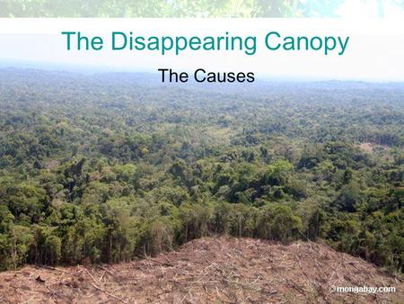 © Oxford University Press 2009 The Disappearing Canopy The Causes.
