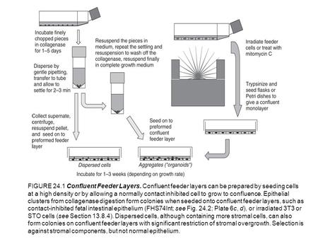 FIGURE 24.1 Confluent Feeder Layers. Confluent feeder layers can be prepared by seeding cells at a high density or by allowing a normally contact inhibited.