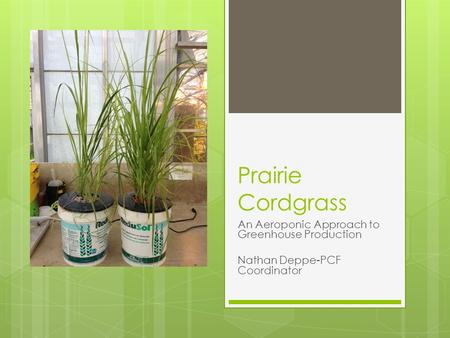 Prairie Cordgrass An Aeroponic Approach to Greenhouse Production Nathan Deppe-PCF Coordinator.