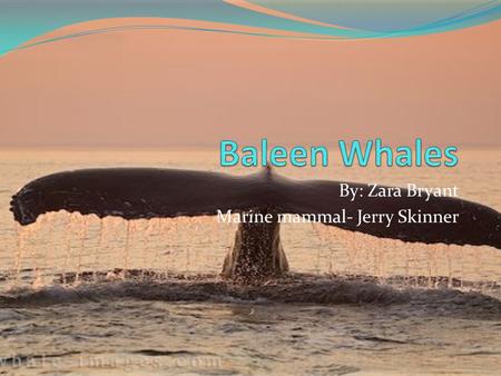 By: Zara Bryant Marine mammal- Jerry Skinner. Types: different species Minke Whale Bryde’s Whale Sei Whale Fin Whale Blue Whale Humpback Whale Pygmy Whale.