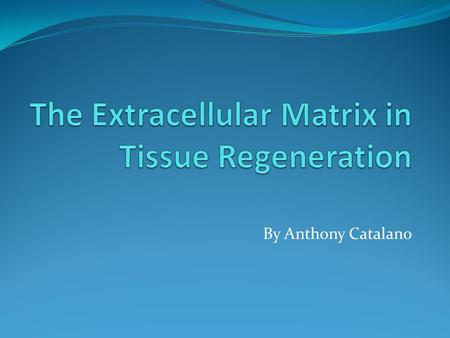 By Anthony Catalano. The Extracellular Matrix (ECM) Provides support to tissue Composed of fibers: Collagen and Elastin Made up of cells called Fibroblasts.