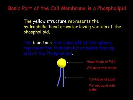 . The yellow structure represents the hydrophillic head or water loving section of the phospholipid. The blue tails that come off of the sphere represent.