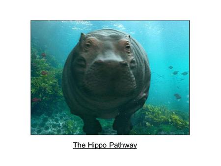 The Hippo Pathway. Hippo pathway Signaling components Over-expression & knockout studies Role in cancer Regulation A good review: Pan D. Hippo signaling.
