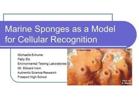 Marine Sponges as a Model for Cellular Recognition Michaelle Exhume Patty Els Environmental Testing Laboratories Mr. Edward Irwin Authentic Science Research.