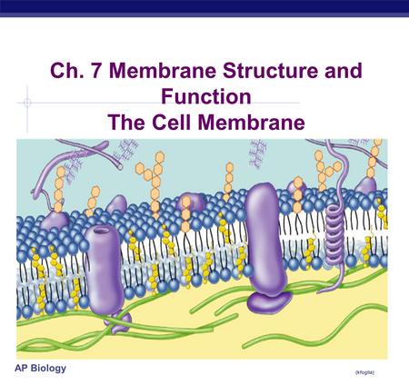AP Biology (kfoglia) Ch. 7 Membrane Structure and Function The Cell Membrane.
