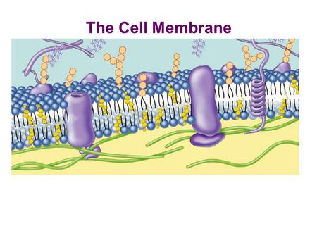 The Cell Membrane Overview  Cell membrane separates living cell from nonliving surroundings  thin barrier = 8nm thick  Controls traffic in & out of.