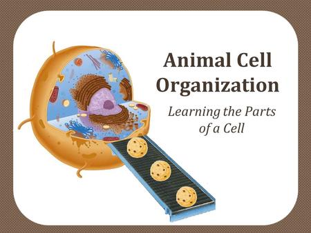 Animal Cell Organization Learning the Parts of a Cell.