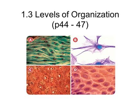 1.3 Levels of Organization (p44 - 47). Levels of Organization Multi-celled Organisms have different levels of organization: Organelles  Cells  Tissues.