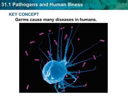 KEY CONCEPT Germs cause many diseases in humans.