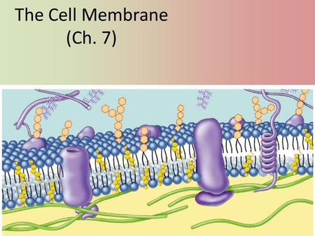 The Cell Membrane (Ch. 7) Phospholipids Fatty acid Phosphate Phosphate head – hydrophilic Fatty acid tails – hydrophobic Arranged as a bilayer Aaaah,