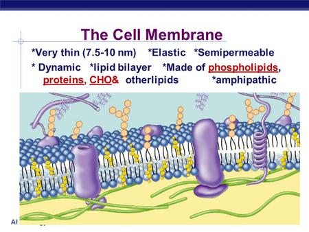 AP Biology The Cell Membrane *Very thin (7.5-10 nm) *Elastic *Semipermeable * Dynamic *lipid bilayer *Made of phospholipids, proteins, CHO& otherlipids.