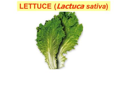 LETTUCE ( Lactuca sativa).  Most important salad crop  Occupy maximum area under salad vegetables.  Temperate vegetable but also grown in tropical.