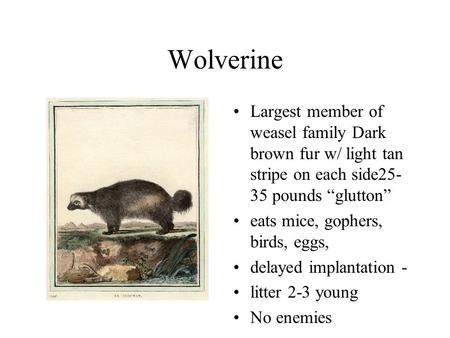 Wolverine Largest member of weasel family Dark brown fur w/ light tan stripe on each side25- 35 pounds “glutton” eats mice, gophers, birds, eggs, delayed.