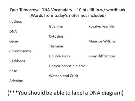 Quiz Tomorrow- DNA Vocabulary – 10 pts fill-in w/ wordbank (Words from today’s notes not included) nucleus DNA Gene Chromosome Backbone Base Adenine Guanine.