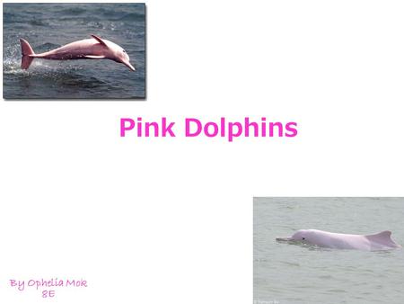 Pink Dolphins By Ophelia Mok 8E. Introduction Pink dolphins can live up to 40 years,most can’t live until 40 because of pollution.