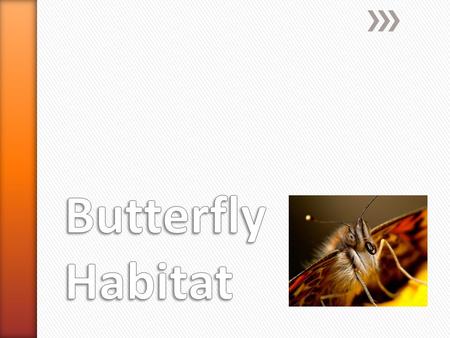» Butterflies only eat flower nectar » Different types of butterflies like different types of plants » Examples: butterfly bush, sunflowers, zinnias,