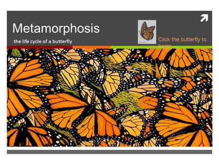  Metamorphosis the life cycle of a butterfly Click the butterfly to begin.