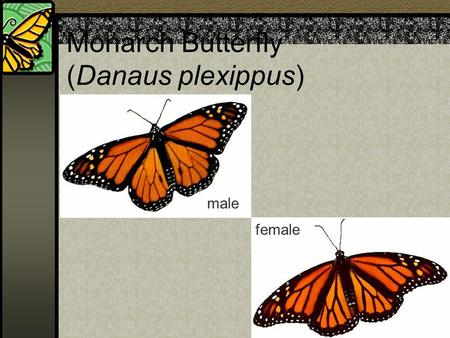 Monarch Butterfly (Danaus plexippus) male female.