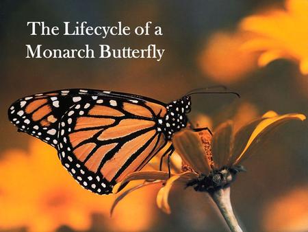 The Lifecycle of a Monarch Butterfly