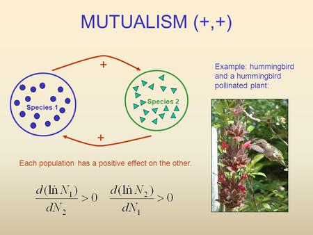 Species 1 Species 2 + + Each population has a positive effect on the other. Example: hummingbird and a hummingbird pollinated plant: MUTUALISM (+,+)