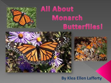  A monarch butterfly has orange wings with black wing veins and outer margins. It has small white spots on the outer edge of the wings and three orange.