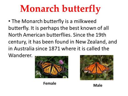 Monarch butterfly The Monarch butterfly is a milkweed butterfly. It is perhaps the best known of all North American butterflies. Since the 19th century,