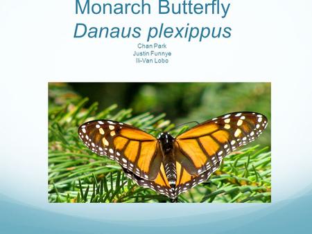 Monarch Butterfly Danaus plexippus Chan Park Justin Funnye Ili-Van Lobo.