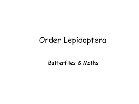 Order Lepidoptera Butterflies & Moths. Order Lepidoptera More than 11,000 species in the U.S. and Canada Adults of many species are very attractive,
