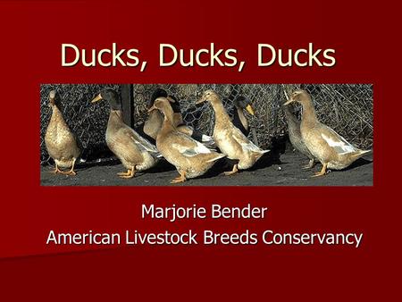 Ducks, Ducks, Ducks Marjorie Bender American Livestock Breeds Conservancy.