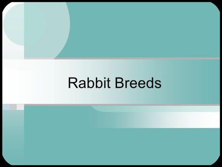 Rabbit Breeds. American Chinchilla Great for Meat Very Popular Great Pets Docile nature Need to be protected from cold, drafts, wind, snow and rain.