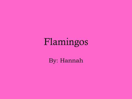 Flamingos By: Hannah. Why I choose this I choose to research flamingos because Katelyn was wearing a flamingo sweatshirt and it gave me the idea. I also.
