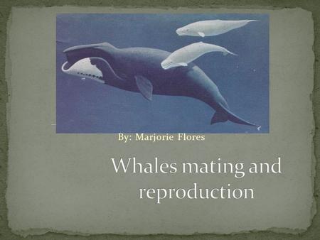By: Marjorie Flores. As most mammals, whales reproduce sexually. Fertilization is internal and males have a copulatory organ and females a reproductive.