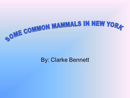 By: Clarke Bennett. Table of Contents 3- Little Brown Bat 4- American Beaver 5- Eastern Cottontail Rabbits 6- Eastern Gray Squirrel 7- North Eastern Coyote.