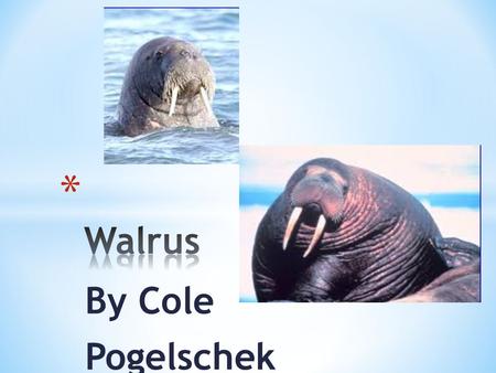 Walrus By Cole Pogelschek.