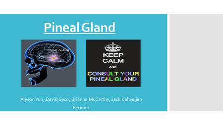 Pineal Gland Alyson Yun, David Seco, Brianna McCarthy, Jack Kahvejian Period 1.
