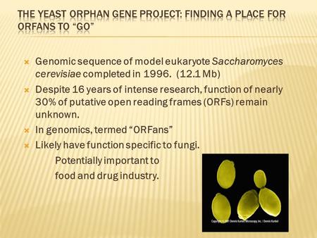  Genomic sequence of model eukaryote Saccharomyces cerevisiae completed in 1996. (12.1 Mb)  Despite 16 years of intense research, function of nearly.