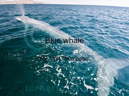 Blue whale By: Will Thompson. Description classification Kingdom:Animalia Phylum:Chordata Class:Mammalia Order:Cetacea Family:Balaenopteridae Genus:Balaenoptera.